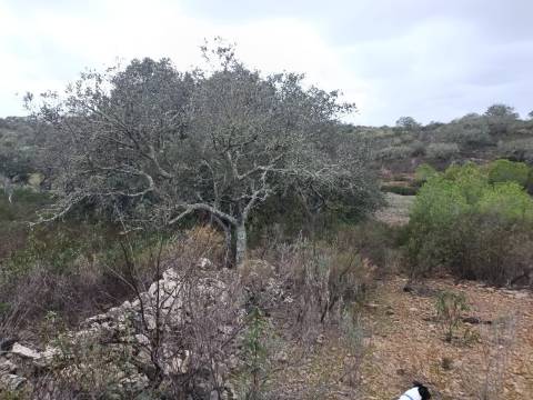 TERRENO COM 28.080 M2 - PLANO - COM POSSIBILIDADE DE CONSTRUIR ARMAZÉM AGRICOLA - CASA BRANCA - BALURCOS - ALCOUTIM - ALGARVE