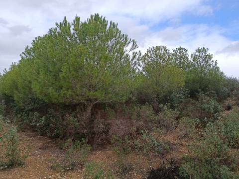 TERRENO COM 28.080 M2 - PLANO - COM POSSIBILIDADE DE CONSTRUIR ARMAZÉM AGRICOLA - CASA BRANCA - BALURCOS - ALCOUTIM - ALGARVE
