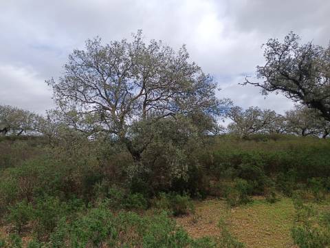 TERRENO COM 28.080 M2 - PLANO - COM POSSIBILIDADE DE CONSTRUIR ARMAZÉM AGRICOLA - CASA BRANCA - BALURCOS - ALCOUTIM - ALGARVE