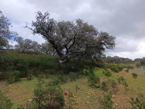 TERRENO COM 28.080 M2 - PLANO - COM POSSIBILIDADE DE CONSTRUIR ARMAZÉM AGRICOLA - CASA BRANCA - BALURCOS - ALCOUTIM - ALGARVE