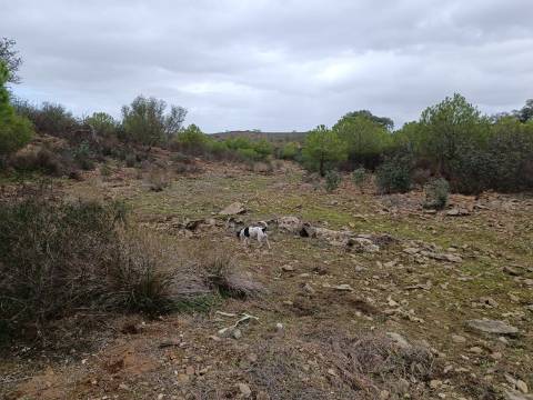 TERRENO COM 28.080 M2 - PLANO - COM POSSIBILIDADE DE CONSTRUIR ARMAZÉM AGRICOLA - CASA BRANCA - BALURCOS - ALCOUTIM - ALGARVE