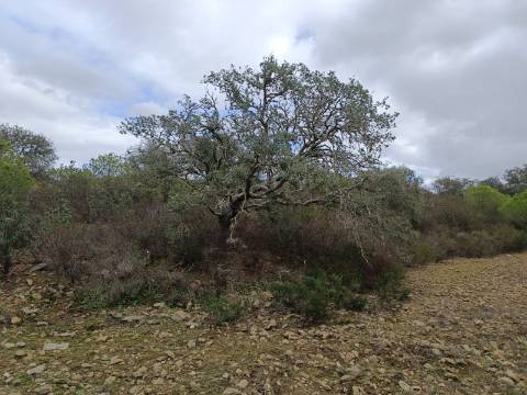 TERRENO COM 28.080 M2 - PLANO - COM POSSIBILIDADE DE CONSTRUIR ARMAZÉM AGRICOLA - CASA BRANCA - BALURCOS - ALCOUTIM - ALGARVE