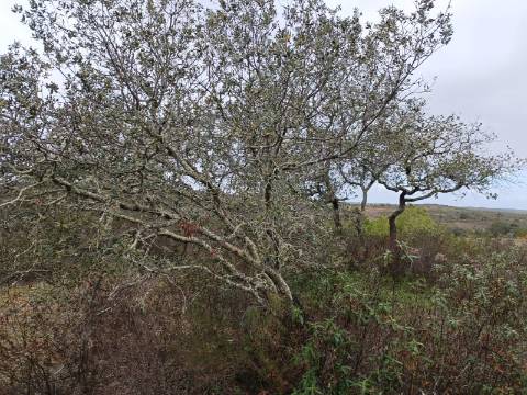 TERRENO COM 28.080 M2 - PLANO - COM POSSIBILIDADE DE CONSTRUIR ARMAZÉM AGRICOLA - CASA BRANCA - BALURCOS - ALCOUTIM - ALGARVE