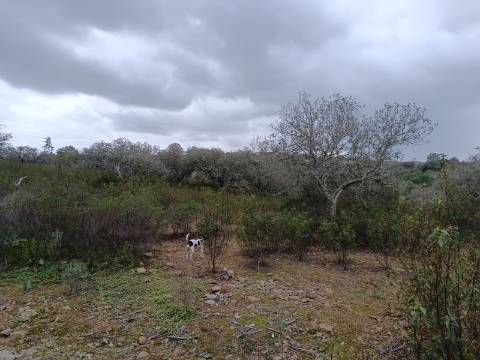 TERRENO COM 28.080 M2 - PLANO - COM POSSIBILIDADE DE CONSTRUIR ARMAZÉM AGRICOLA - CASA BRANCA - BALURCOS - ALCOUTIM - ALGARVE