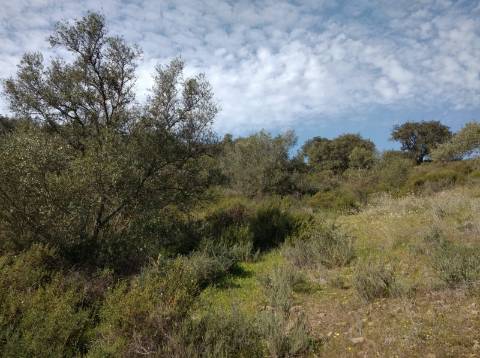 TERRENO COM 9.240 M2 COM FURO E ELETRICIDADE - JUNTO A FOZ E RIO GUADIANA - FOZ DE ODELEITE - ALGARVE