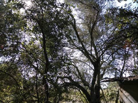 TERRENO COM 9.240 M2 COM FURO E ELETRICIDADE - JUNTO A FOZ E RIO GUADIANA - FOZ DE ODELEITE - ALGARVE