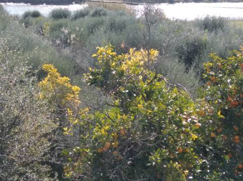 TERRENO COM 9.240 M2 COM FURO E ELETRICIDADE - JUNTO A FOZ E RIO GUADIANA - FOZ DE ODELEITE - ALGARVE