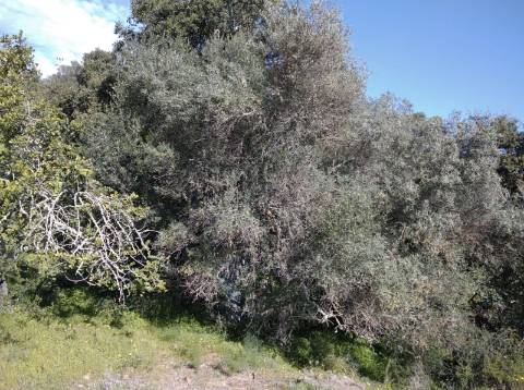 TERRENO COM 9.240 M2 COM FURO E ELETRICIDADE - JUNTO A FOZ E RIO GUADIANA - FOZ DE ODELEITE - ALGARVE