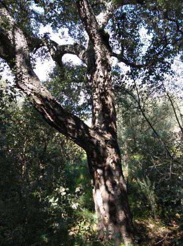 TERRENO COM 9.240 M2 COM FURO E ELETRICIDADE - JUNTO A FOZ E RIO GUADIANA - FOZ DE ODELEITE - ALGARVE