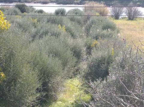 TERRENO COM 9.240 M2 COM FURO E ELETRICIDADE - JUNTO A FOZ E RIO GUADIANA - FOZ DE ODELEITE - ALGARVE