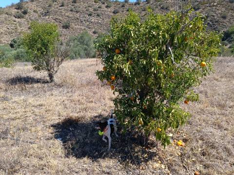 TERRENO RUSTICO COM 1.680 M2 EM FORTES - ODELEITE - CASTRO MARIM - ALGARVE