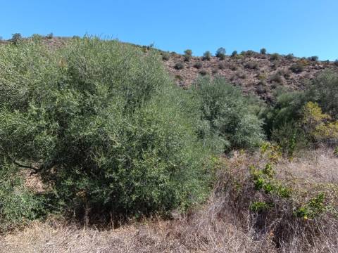 TERRENO RUSTICO COM 1.680 M2 EM FORTES - ODELEITE - CASTRO MARIM - ALGARVE