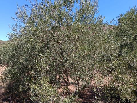 TERRENO RUSTICO COM 1.680 M2 EM FORTES - ODELEITE - CASTRO MARIM - ALGARVE