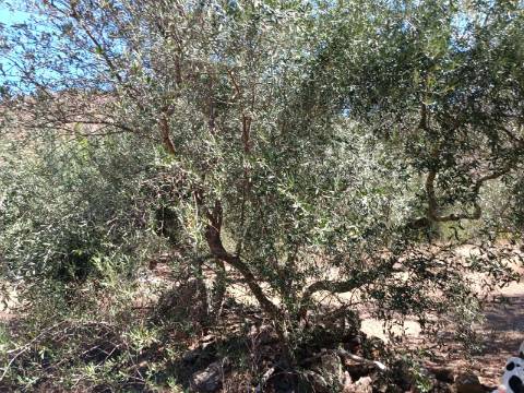 TERRENO RUSTICO COM 1.680 M2 EM FORTES - ODELEITE - CASTRO MARIM - ALGARVE