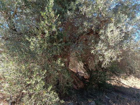 TERRENO RUSTICO COM 1.680 M2 EM FORTES - ODELEITE - CASTRO MARIM - ALGARVE