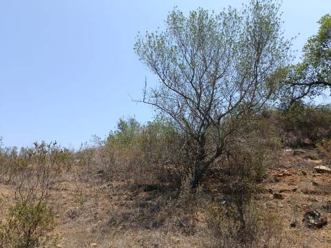 TERRENO RUSTICO COM 10.320 M2 PRÓXIMO A ALMADA D'OURO EM CASTRO MARIM - ALGARVE