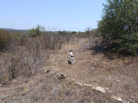 TERRENO RUSTICO COM 10.320 M2 PRÓXIMO A ALMADA D'OURO EM CASTRO MARIM - ALGARVE