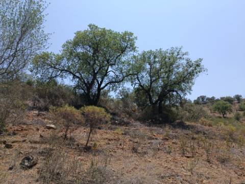 TERRENO RUSTICO COM 10.320 M2 PRÓXIMO A ALMADA D'OURO EM CASTRO MARIM - ALGARVE