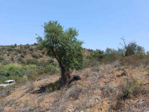 TERRENO RUSTICO COM 10.320 M2 PRÓXIMO A ALMADA D'OURO EM CASTRO MARIM - ALGARVE