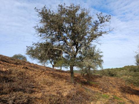 TERRENO RUSTICO COM 11.000 M2 - BONS ACESSOS - ALCARIAS GRANDES - CASTRO MARIM - ALGARVE