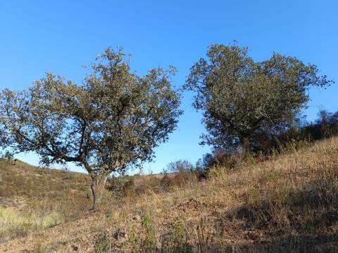 TERRENO RUSTICO COM 11.000 M2 - BONS ACESSOS - ALCARIAS GRANDES - CASTRO MARIM - ALGARVE