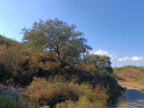 TERRENO RUSTICO COM 11.000 M2 - BONS ACESSOS - ALCARIAS GRANDES - CASTRO MARIM - ALGARVE