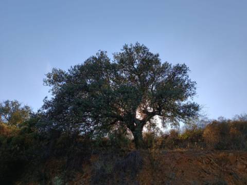 TERRENO RUSTICO COM 11.000 M2 - BONS ACESSOS - ALCARIAS GRANDES - CASTRO MARIM - ALGARVE