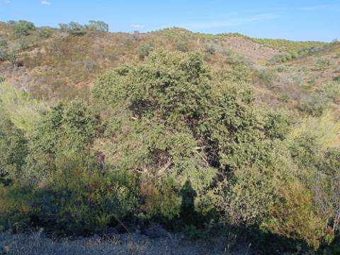 TERRENO RUSTICO COM 11.000 M2 - BONS ACESSOS - ALCARIAS GRANDES - CASTRO MARIM - ALGARVE