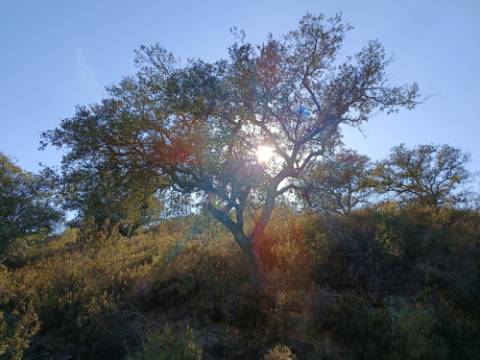 TERRENO RUSTICO COM 11.000 M2 - BONS ACESSOS - ALCARIAS GRANDES - CASTRO MARIM - ALGARVE