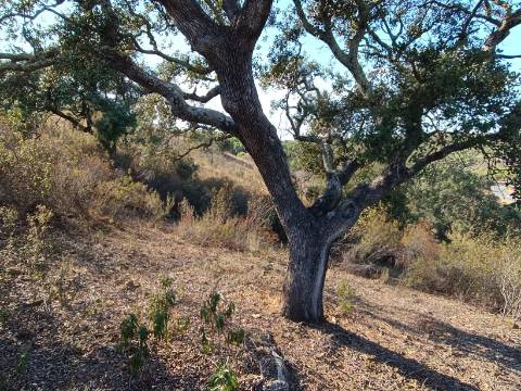 TERRENO RUSTICO COM 11.000 M2 - BONS ACESSOS - ALCARIAS GRANDES - CASTRO MARIM - ALGARVE