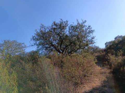 TERRENO RUSTICO COM 11.000 M2 - BONS ACESSOS - ALCARIAS GRANDES - CASTRO MARIM - ALGARVE