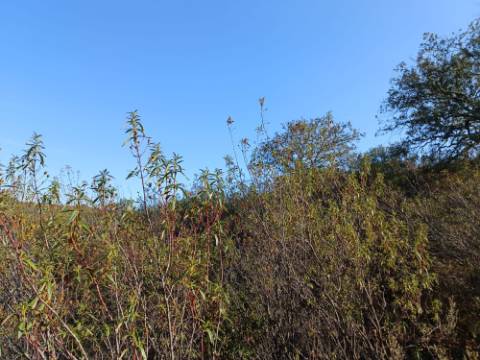 TERRENO RUSTICO COM 11.000 M2 - BONS ACESSOS - ALCARIAS GRANDES - CASTRO MARIM - ALGARVE