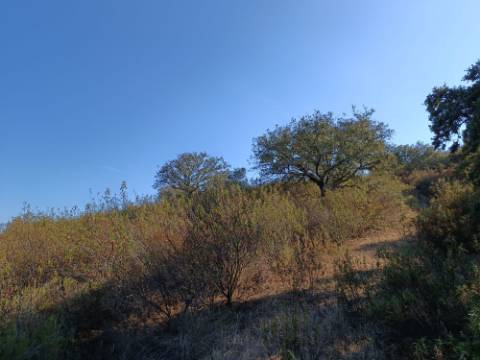 TERRENO RUSTICO COM 11.000 M2 - BONS ACESSOS - ALCARIAS GRANDES - CASTRO MARIM - ALGARVE