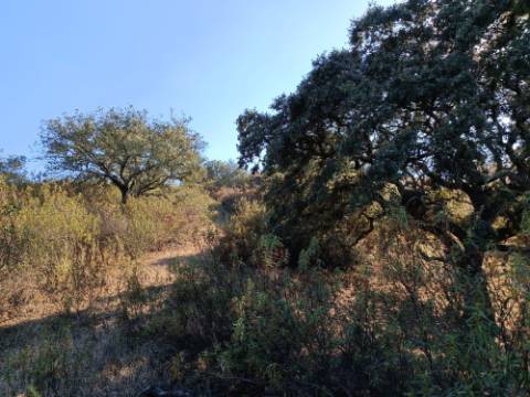 TERRENO RUSTICO COM 11.000 M2 - BONS ACESSOS - ALCARIAS GRANDES - CASTRO MARIM - ALGARVE