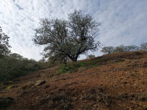 TERRENO RUSTICO COM 11.000 M2 - BONS ACESSOS - ALCARIAS GRANDES - CASTRO MARIM - ALGARVE