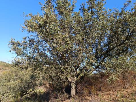 TERRENO RUSTICO COM 11.000 M2 - BONS ACESSOS - ALCARIAS GRANDES - CASTRO MARIM - ALGARVE