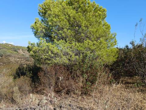 TERRENO RUSTICO COM 11.000 M2 - BONS ACESSOS - ALCARIAS GRANDES - CASTRO MARIM - ALGARVE