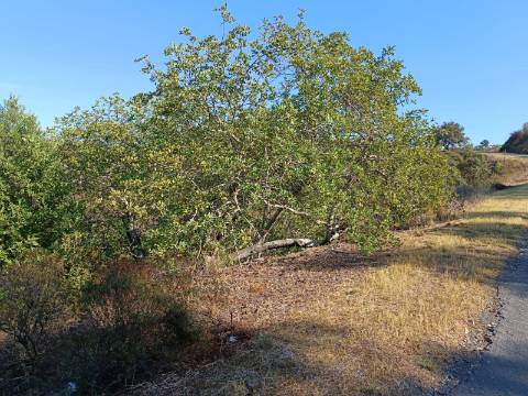 TERRENO RUSTICO COM 11.000 M2 - BONS ACESSOS - ALCARIAS GRANDES - CASTRO MARIM - ALGARVE