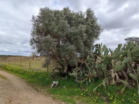 TERRENO COM 2.480 M2 - NA CHOÇA QUEIMADA - ODELEITE - CASTRO MARIM - ALGARVE