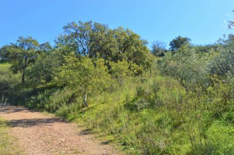 Terreno Rústico junto a Ribeira, Santa Catarina da Fonte do Bispo