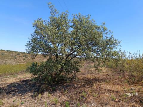 TERRENO COM 19.280 M2 - ALCARIA - ODELEITE - CASTRO MARIM - ALGARVE