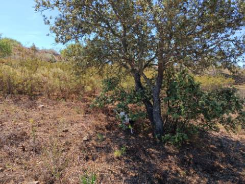 TERRENO COM 19.280 M2 - ALCARIA - ODELEITE - CASTRO MARIM - ALGARVE