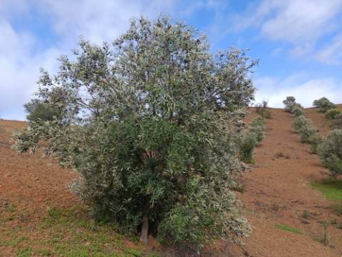 TERRENO RÚSTICO COM 5.640 M2 EM ALCARIAS GRANDES - CASTRO MARIM - ALGARVE