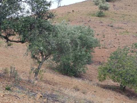 TERRENO RÚSTICO COM 5.640 M2 EM ALCARIAS GRANDES - CASTRO MARIM - ALGARVE
