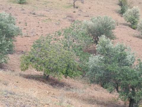 TERRENO RÚSTICO COM 5.640 M2 EM ALCARIAS GRANDES - CASTRO MARIM - ALGARVE