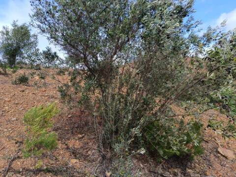 TERRENO RÚSTICO COM 5.640 M2 EM ALCARIAS GRANDES - CASTRO MARIM - ALGARVE