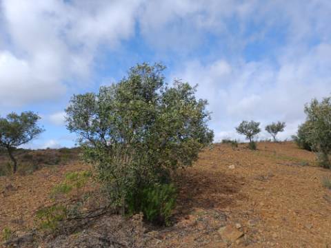 TERRENO RÚSTICO COM 5.640 M2 EM ALCARIAS GRANDES - CASTRO MARIM - ALGARVE