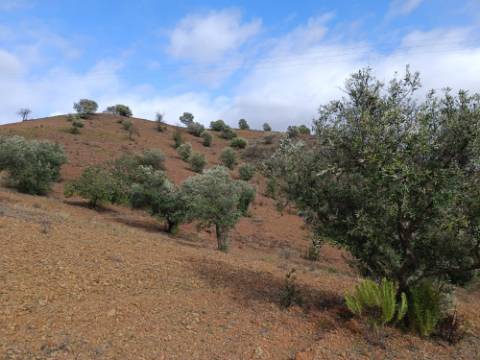 TERRENO RÚSTICO COM 5.640 M2 EM ALCARIAS GRANDES - CASTRO MARIM - ALGARVE