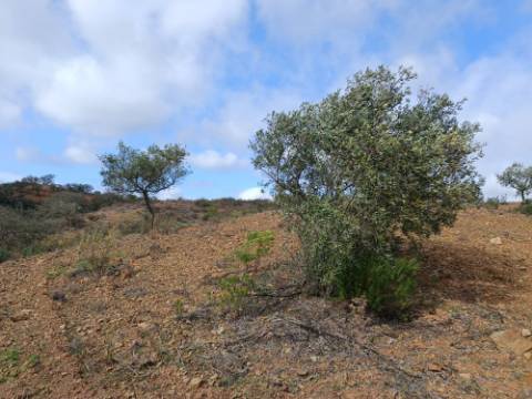 TERRENO RÚSTICO COM 5.640 M2 EM ALCARIAS GRANDES - CASTRO MARIM - ALGARVE