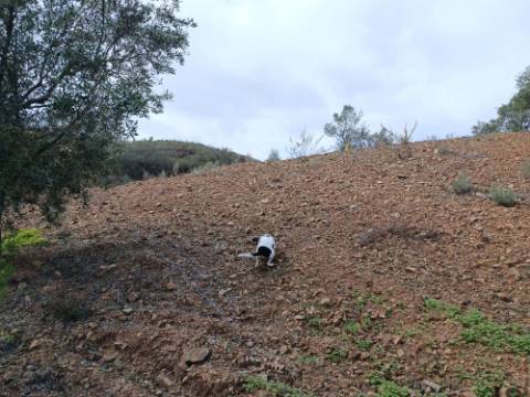 TERRENO RÚSTICO COM 5.640 M2 EM ALCARIAS GRANDES - CASTRO MARIM - ALGARVE